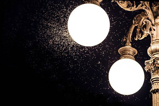 Why are insects attracted to artificial lights&nbsp;❓