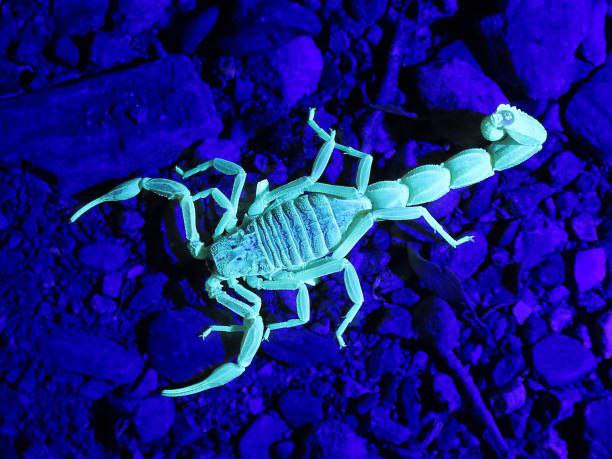 Why do scorpions glow in the dark&nbsp;❓